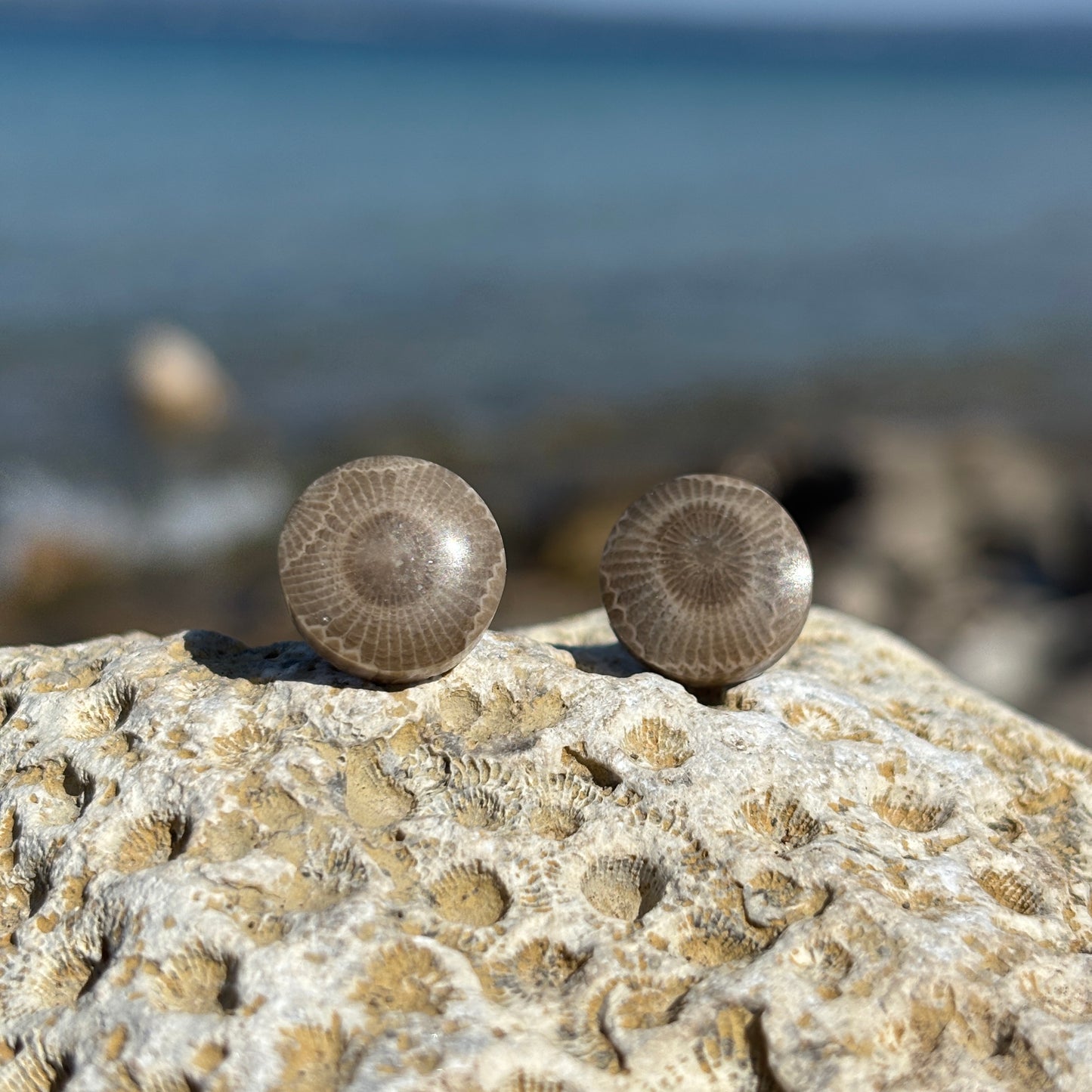 Petoskey Stone Stud Earring with Steel Post