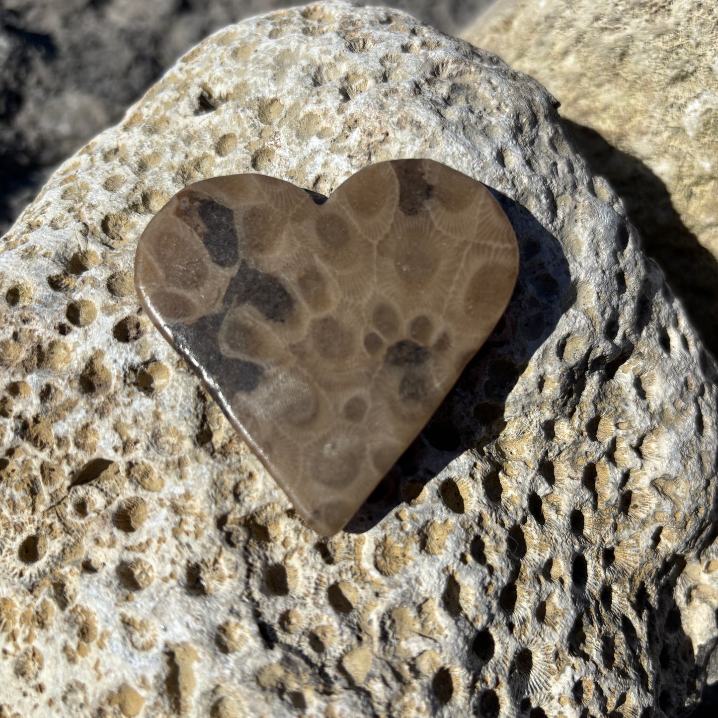 Petoskey Stone Magnets