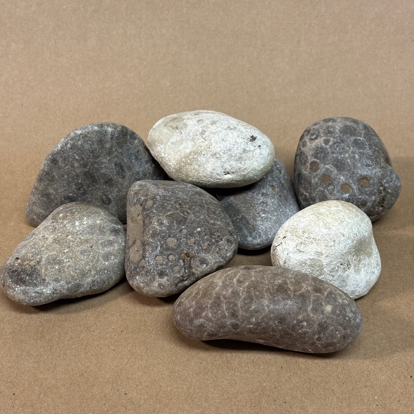 Unpolished Raw Petoskey Stones (per lb)