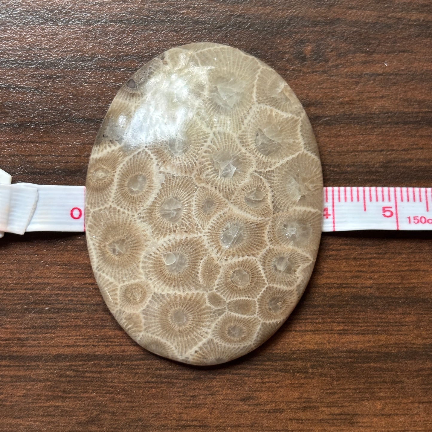 Petoskey Stone Cabochon 52mm x 38mm Oval