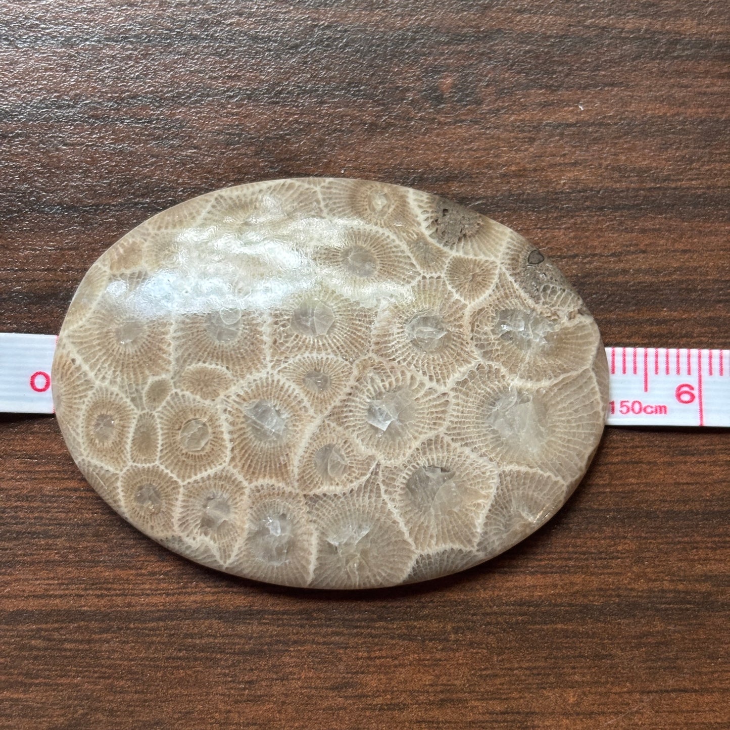 Petoskey Stone Cabochon 52mm x 38mm Oval
