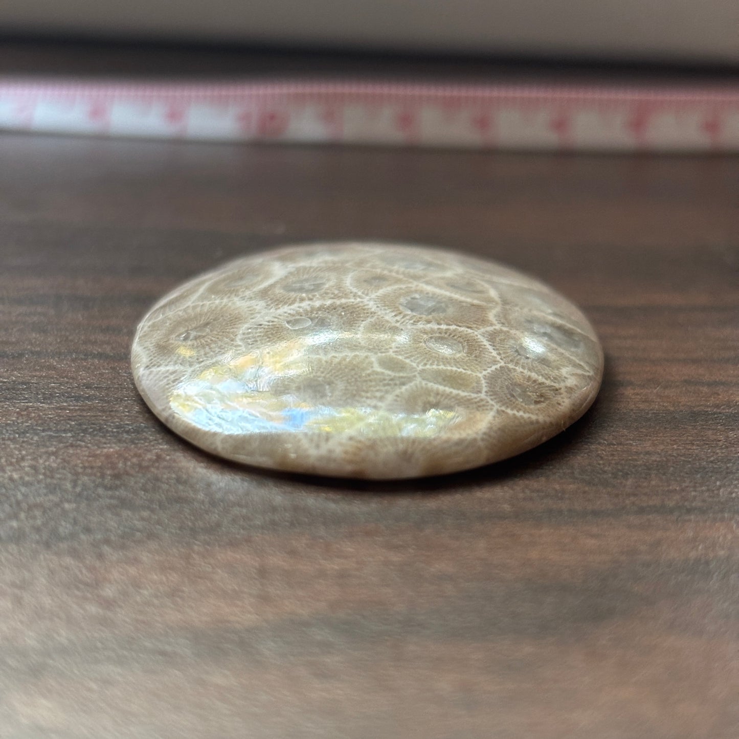 Petoskey Stone Cabochon 52mm x 38mm Oval