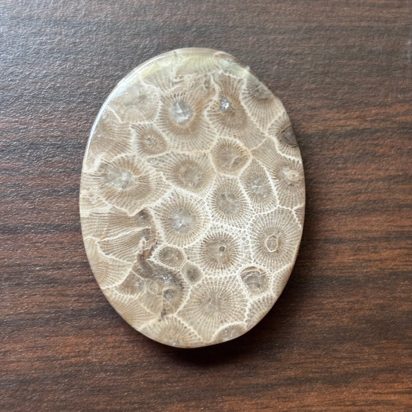Petoskey Stone Cabochon 52mm x 38mm Oval