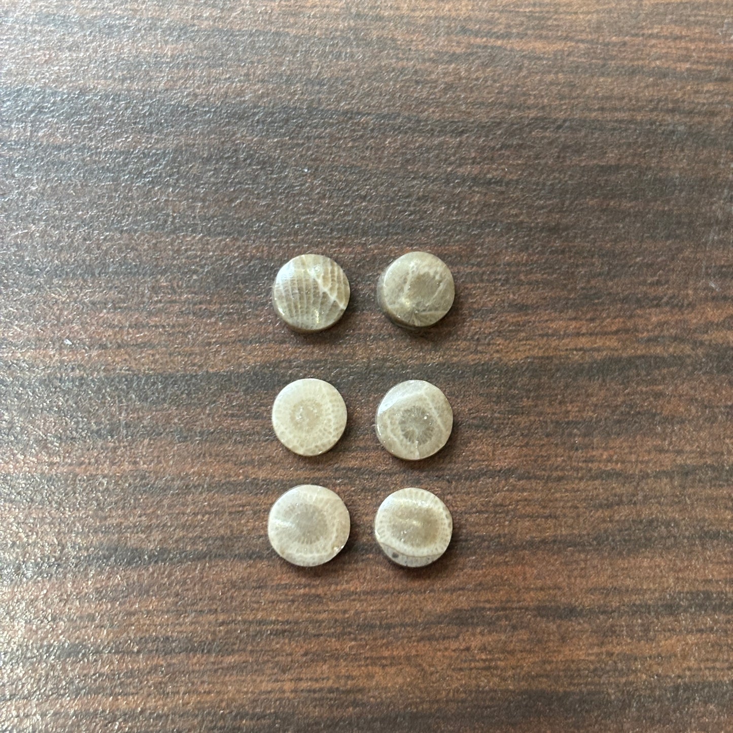 Petoskey Stone Cabochon 6mm Round