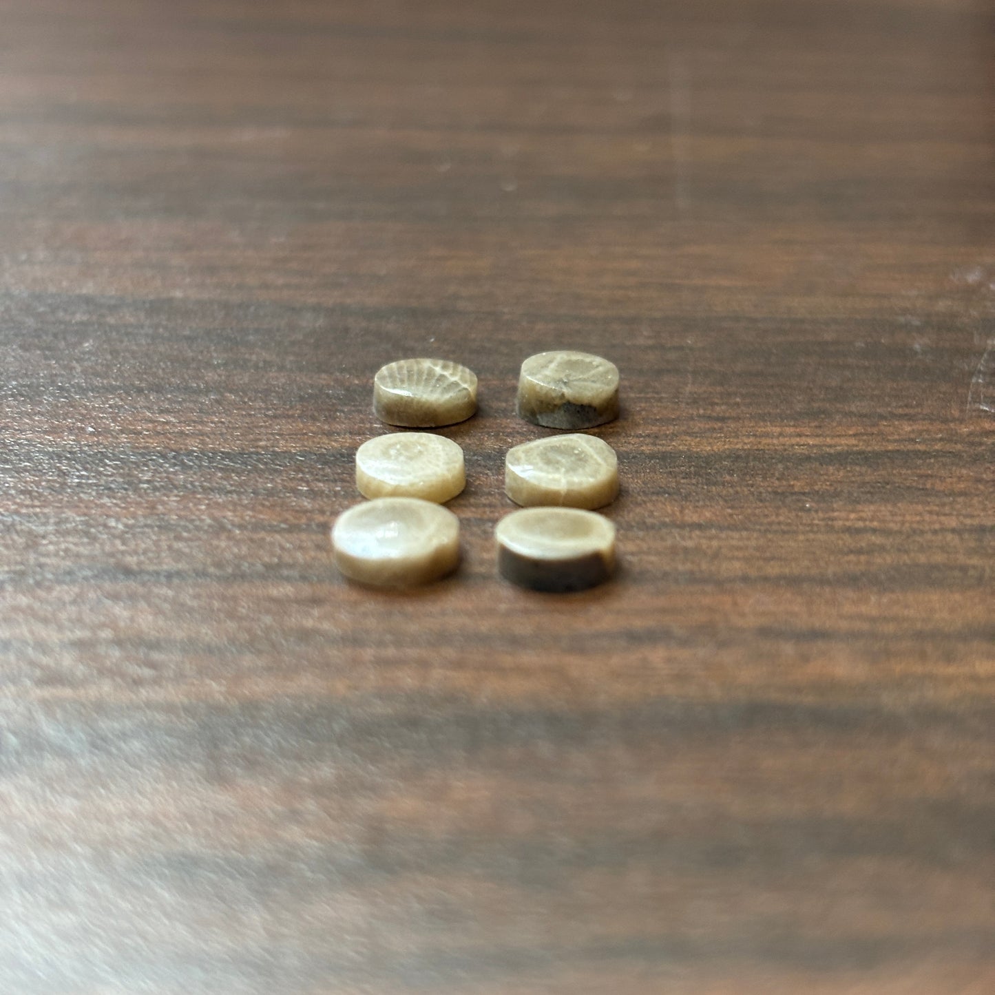 Petoskey Stone Cabochon 6mm Round