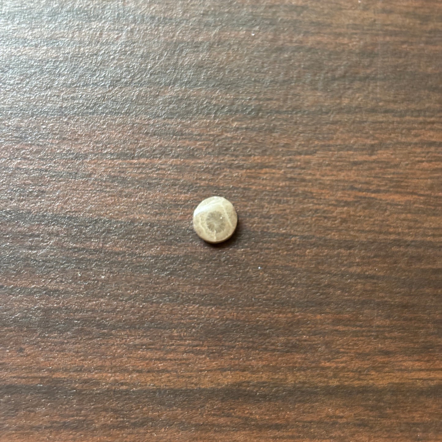 Petoskey Stone Cabochon 6mm Round