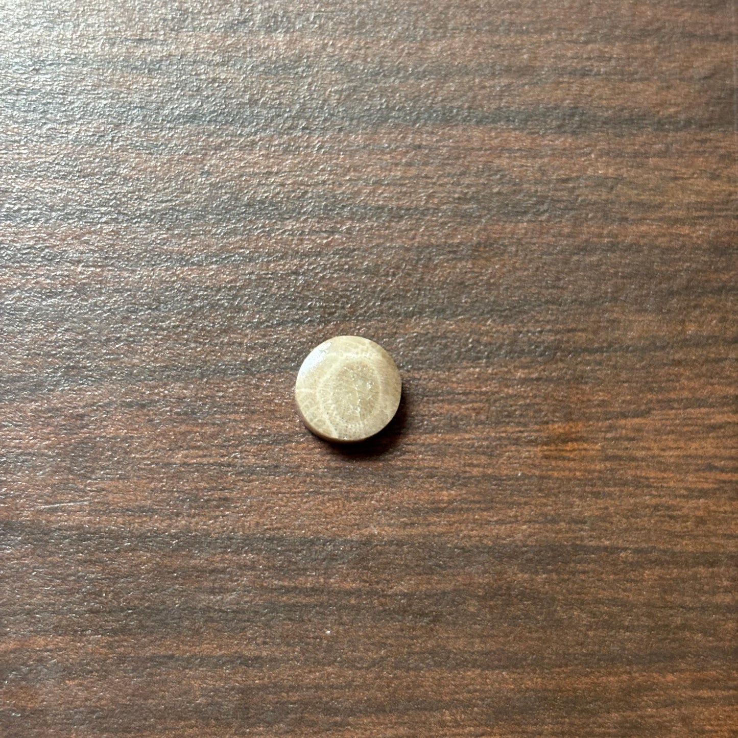 Petoskey Stone Cabochon 9mm Round