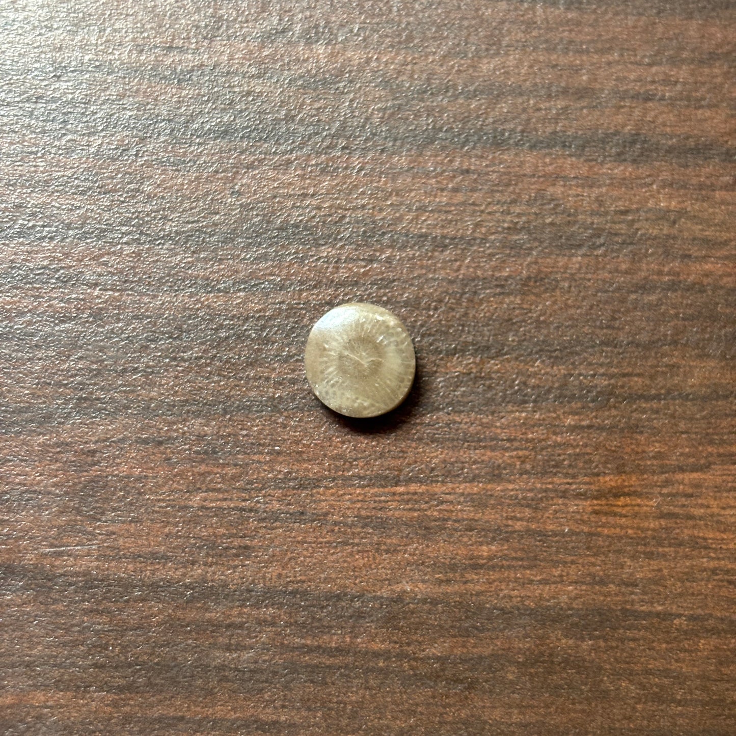 Petoskey Stone Cabochon 9mm Round