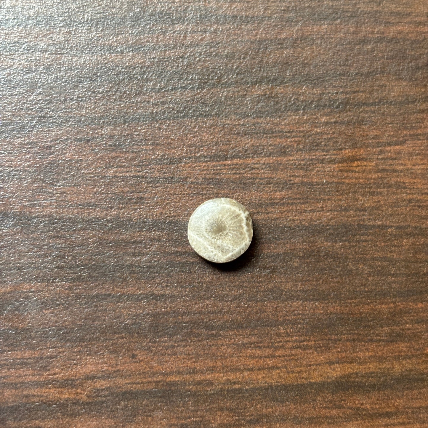 Petoskey Stone Cabochon 9mm Round