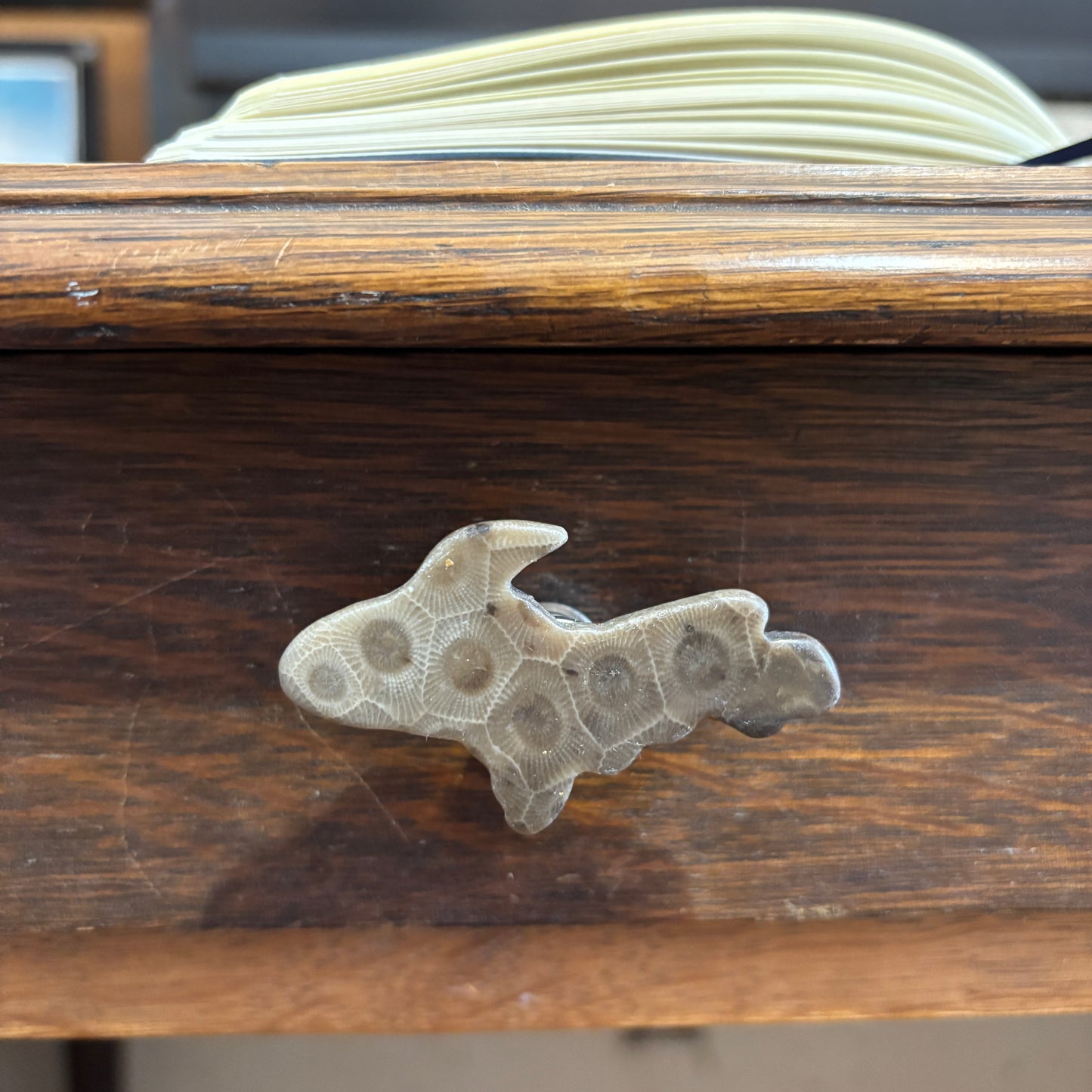 Petoskey Stone Cabinet Knob in Polished Michigan Shape