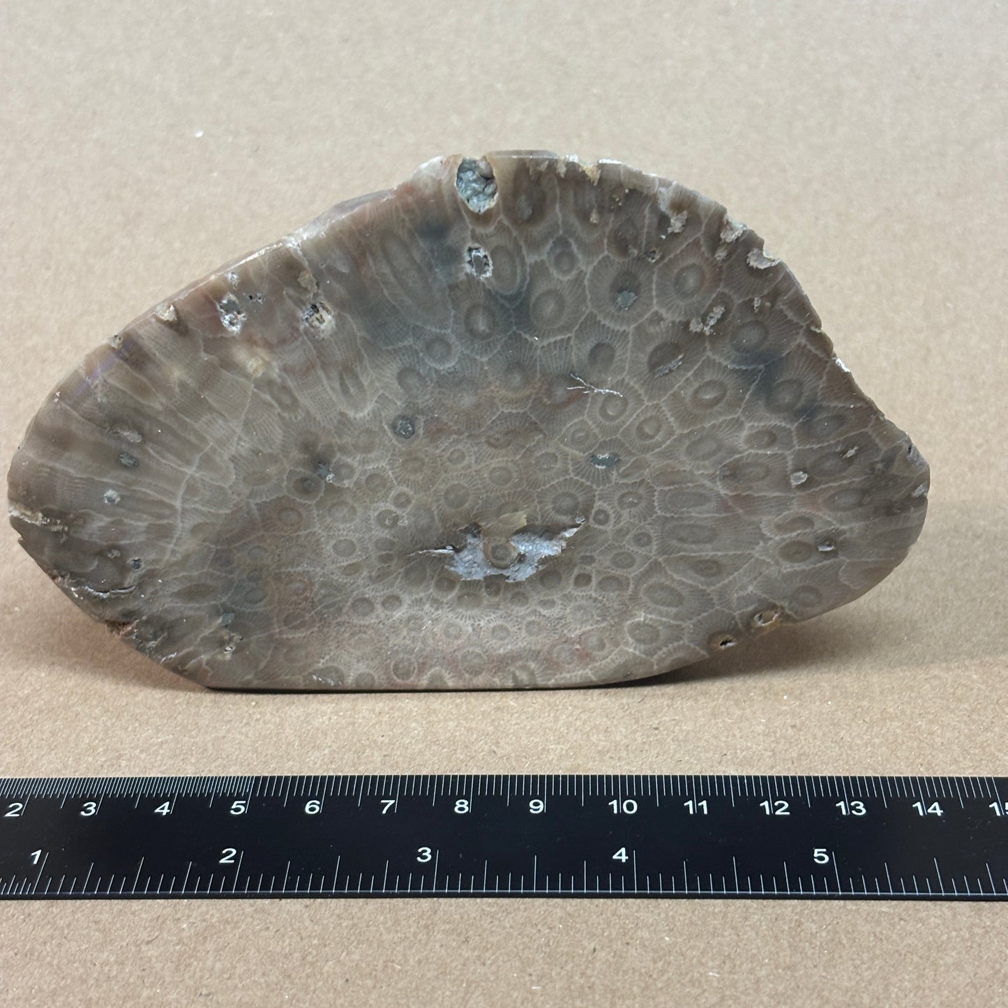Partially Polished Petoskey Stone
