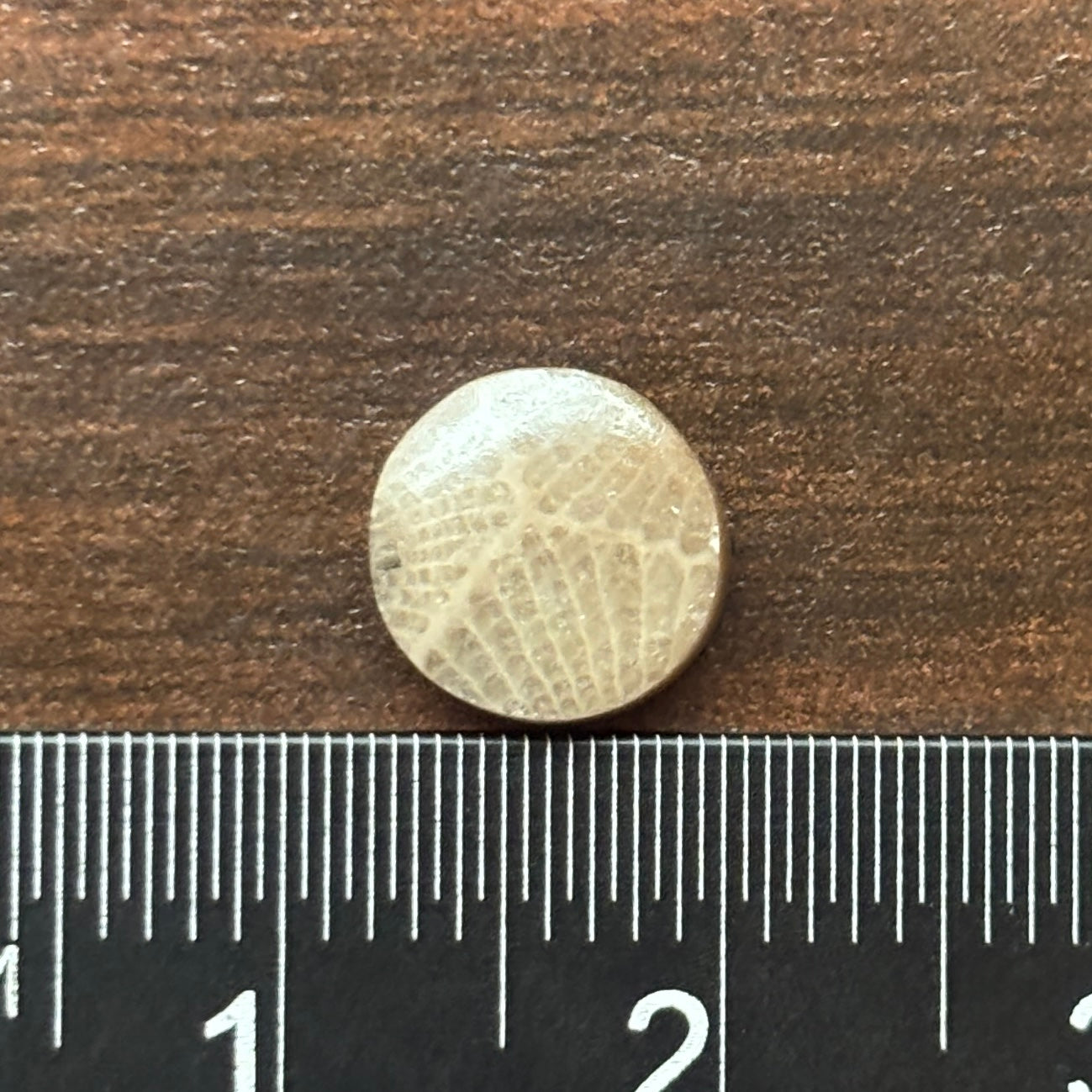 Petoskey Stone Cabochon 8mm Round