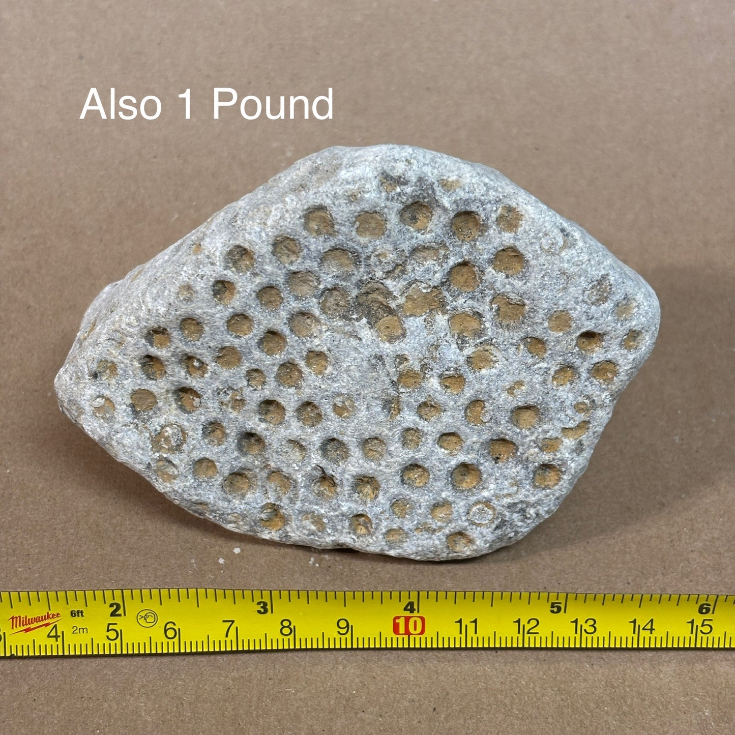 Rock with holes and a yellow ruler for scale on a brown background with the words "Also 1 Pound"