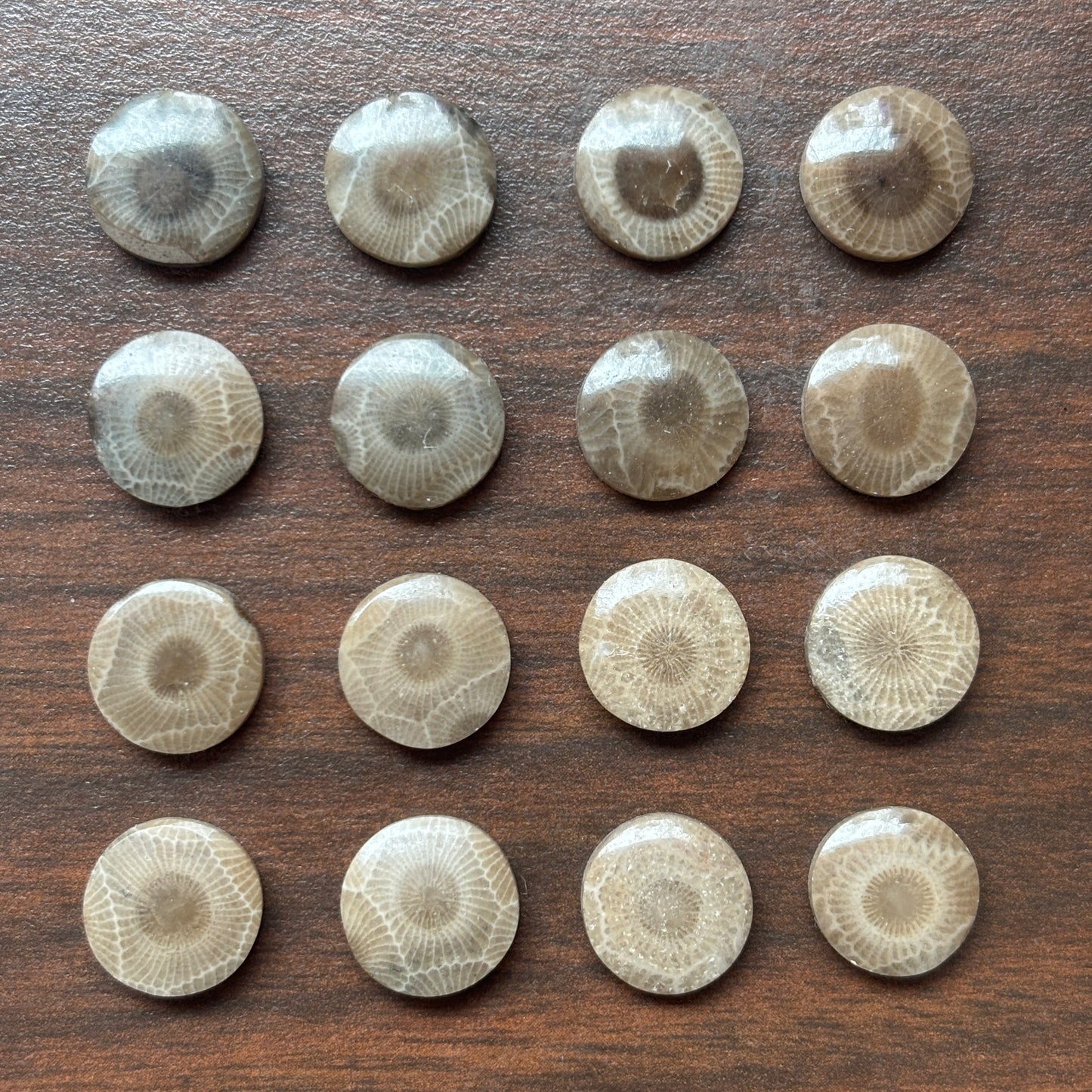 Petoskey Stone Cabochon 12mm Round