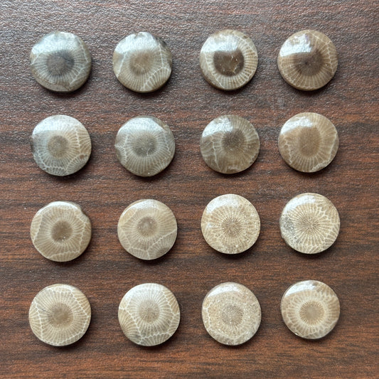 Petoskey Stone Cabochon 12mm Round