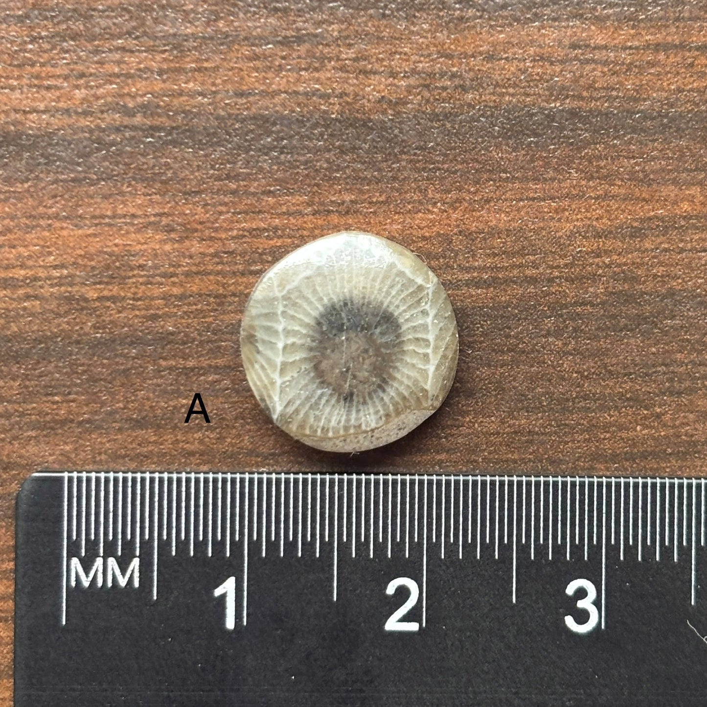 Petoskey Stone Cabochon 12mm Round