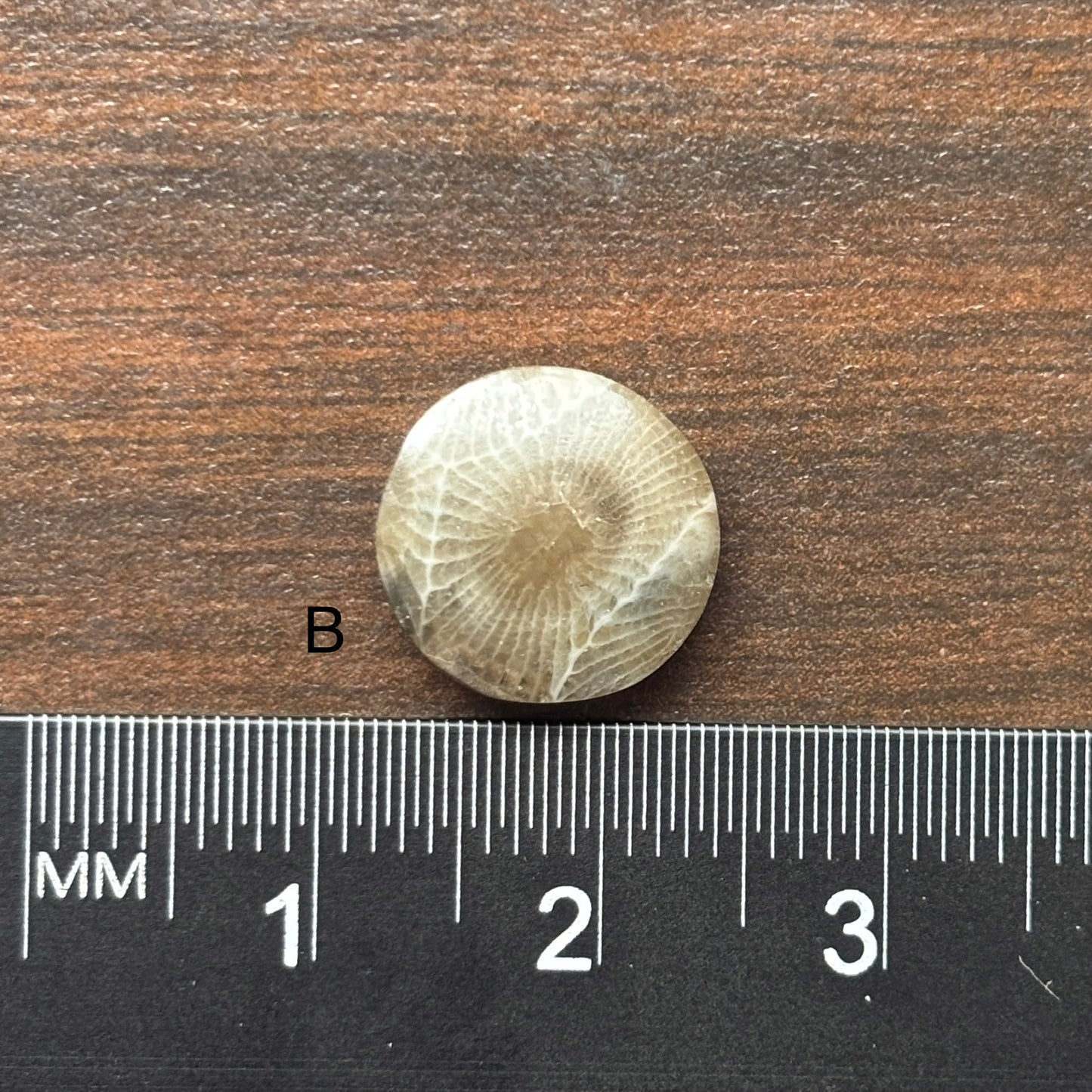 Petoskey Stone Cabochon 12mm Round