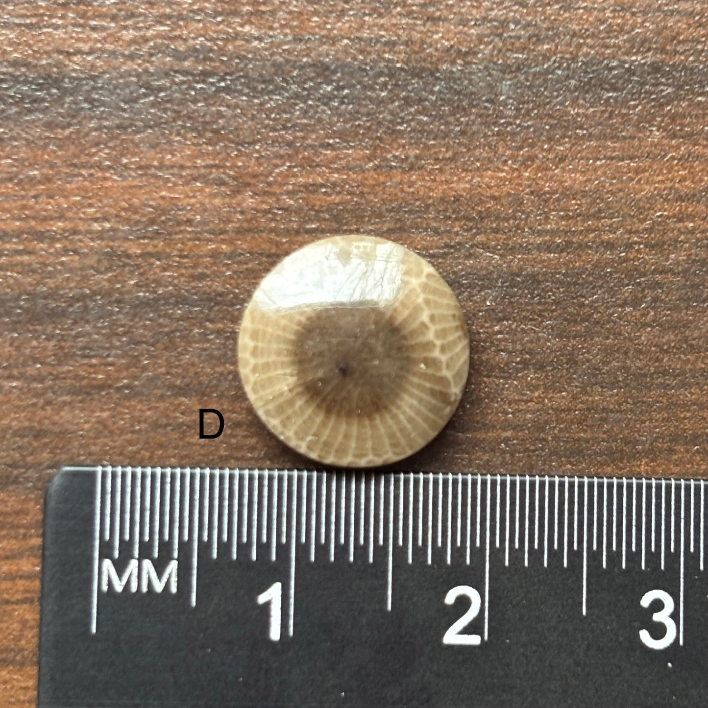Petoskey Stone Cabochon 12mm Round