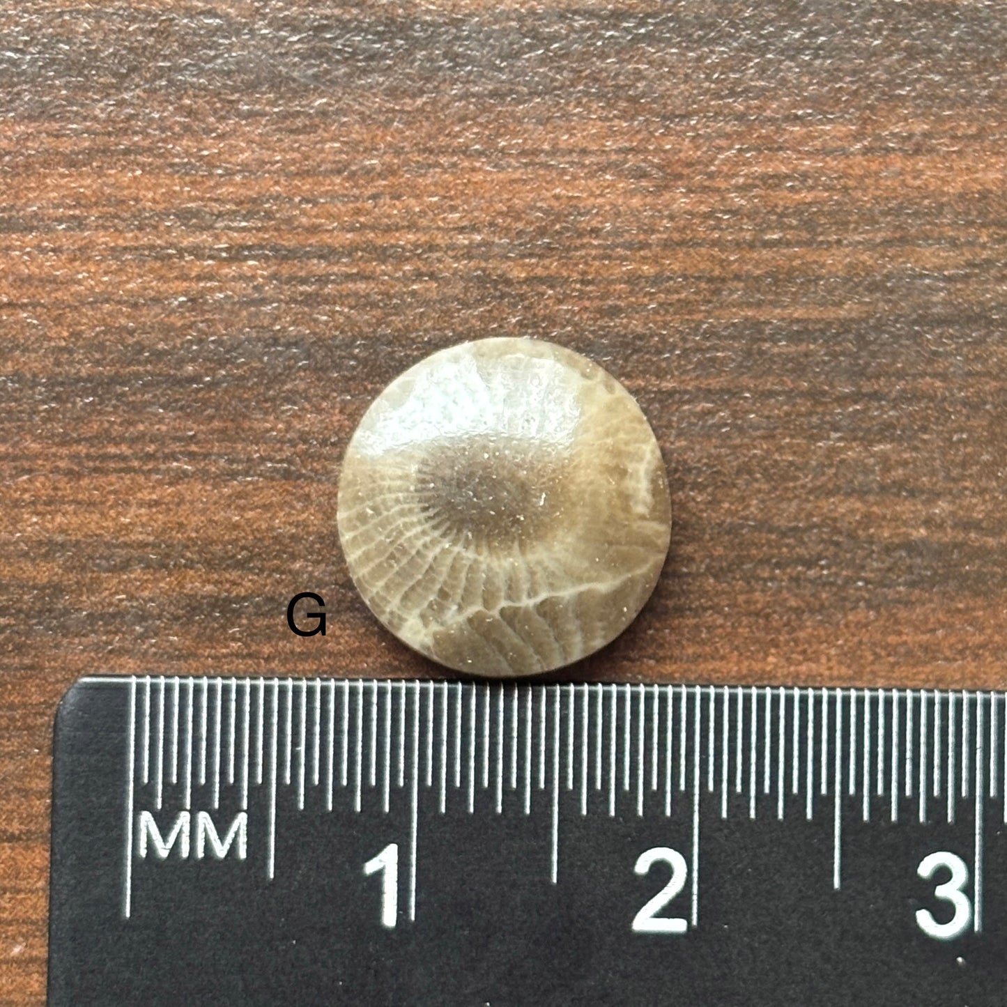 Petoskey Stone Cabochon 12mm Round