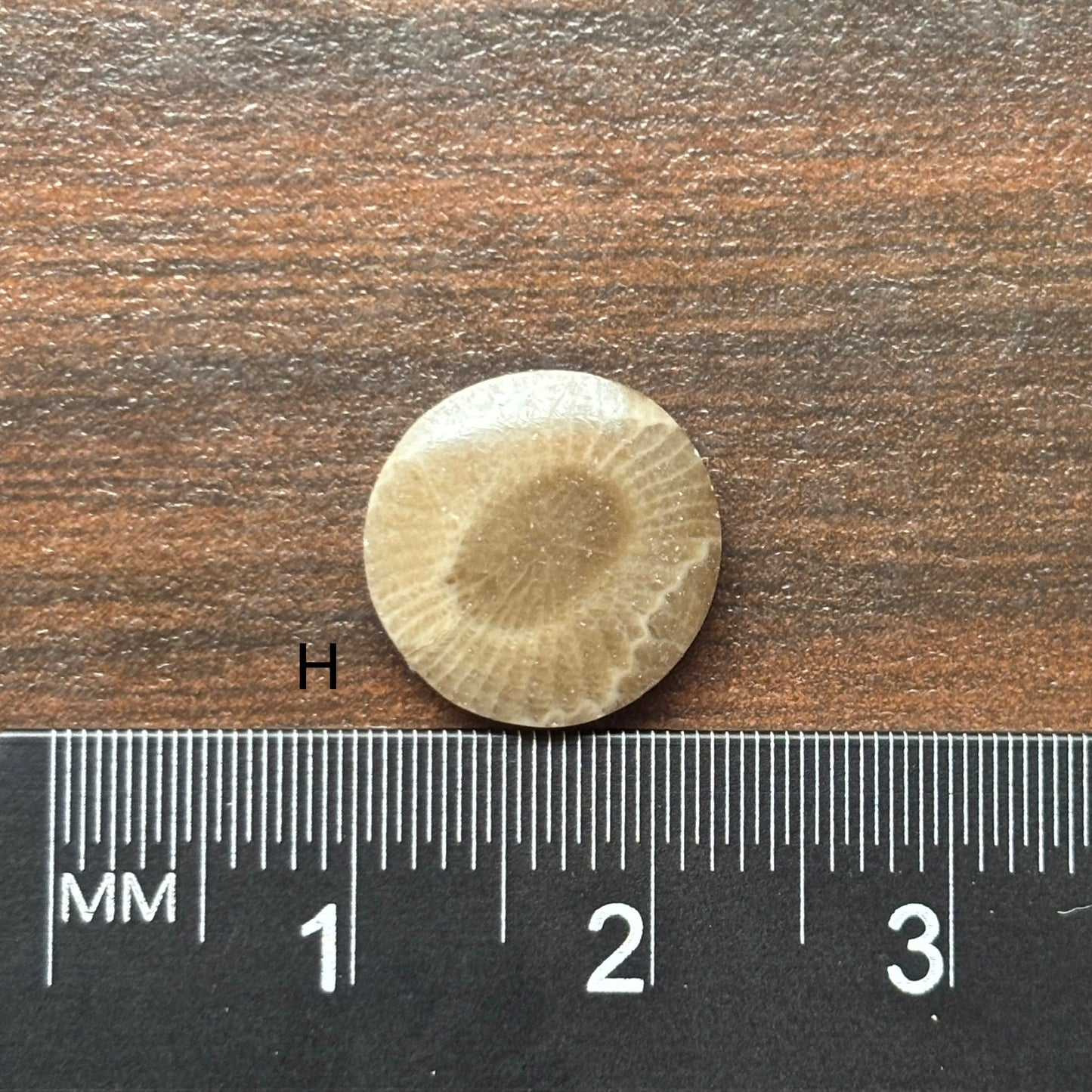 Petoskey Stone Cabochon 12mm Round