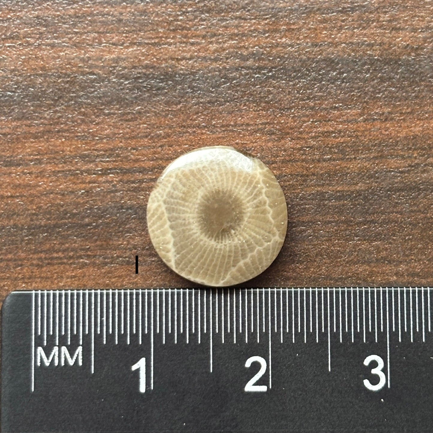 Petoskey Stone Cabochon 12mm Round