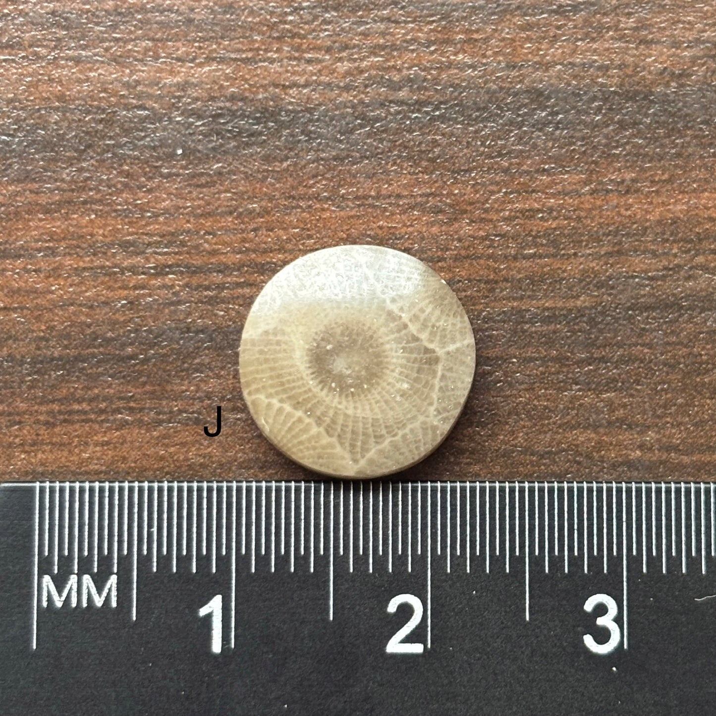 Petoskey Stone Cabochon 12mm Round