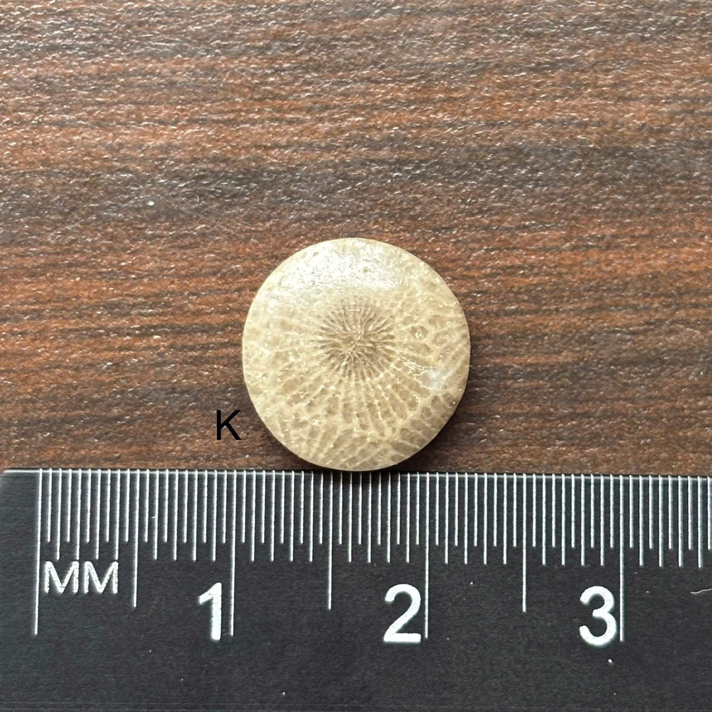 Petoskey Stone Cabochon 12mm Round