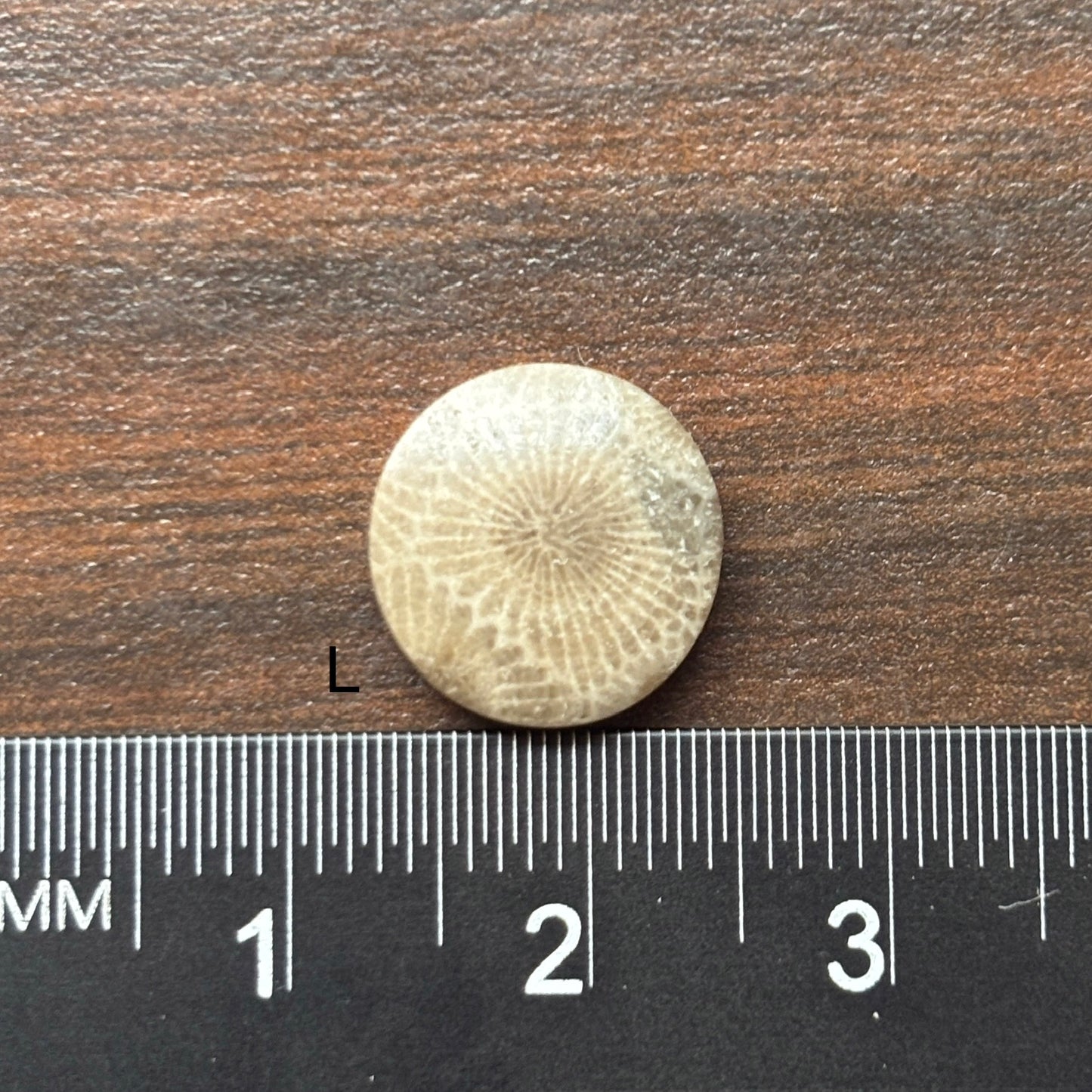 Petoskey Stone Cabochon 12mm Round
