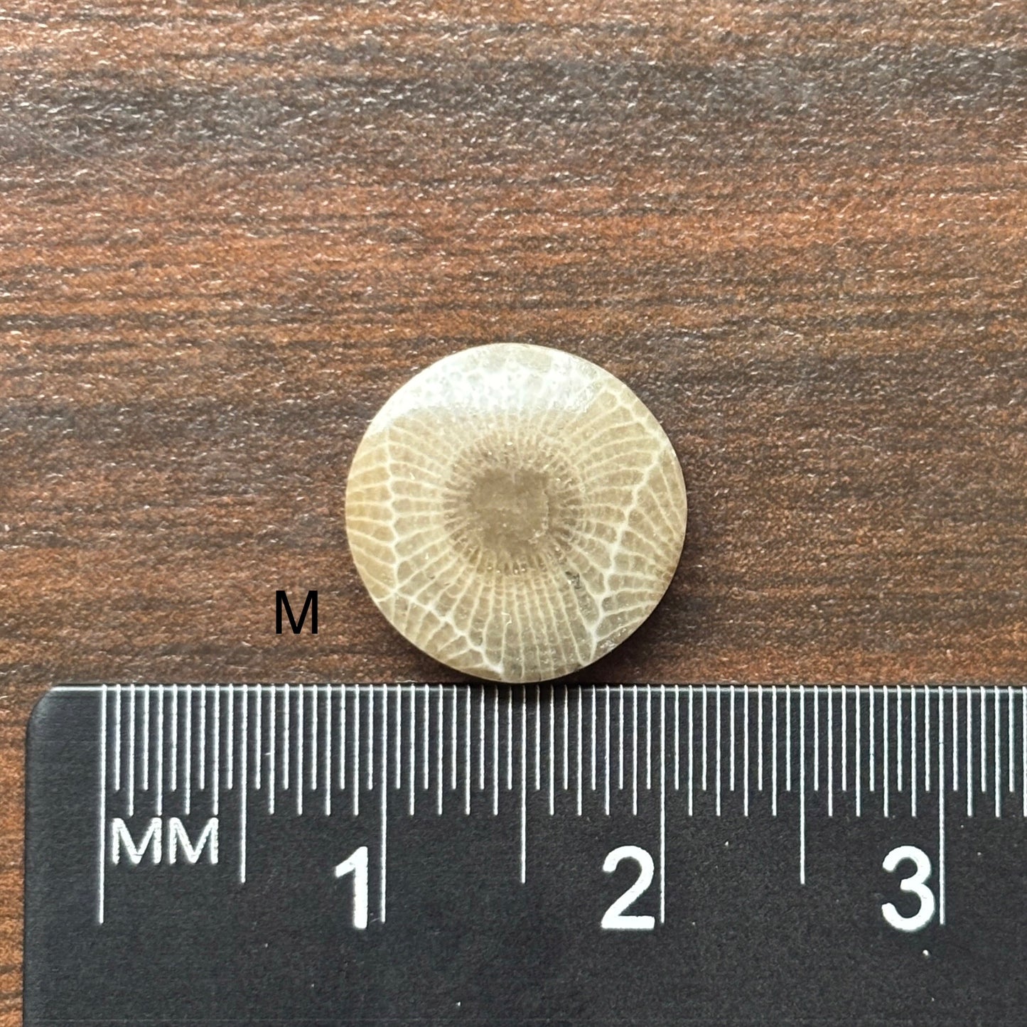 Petoskey Stone Cabochon 12mm Round