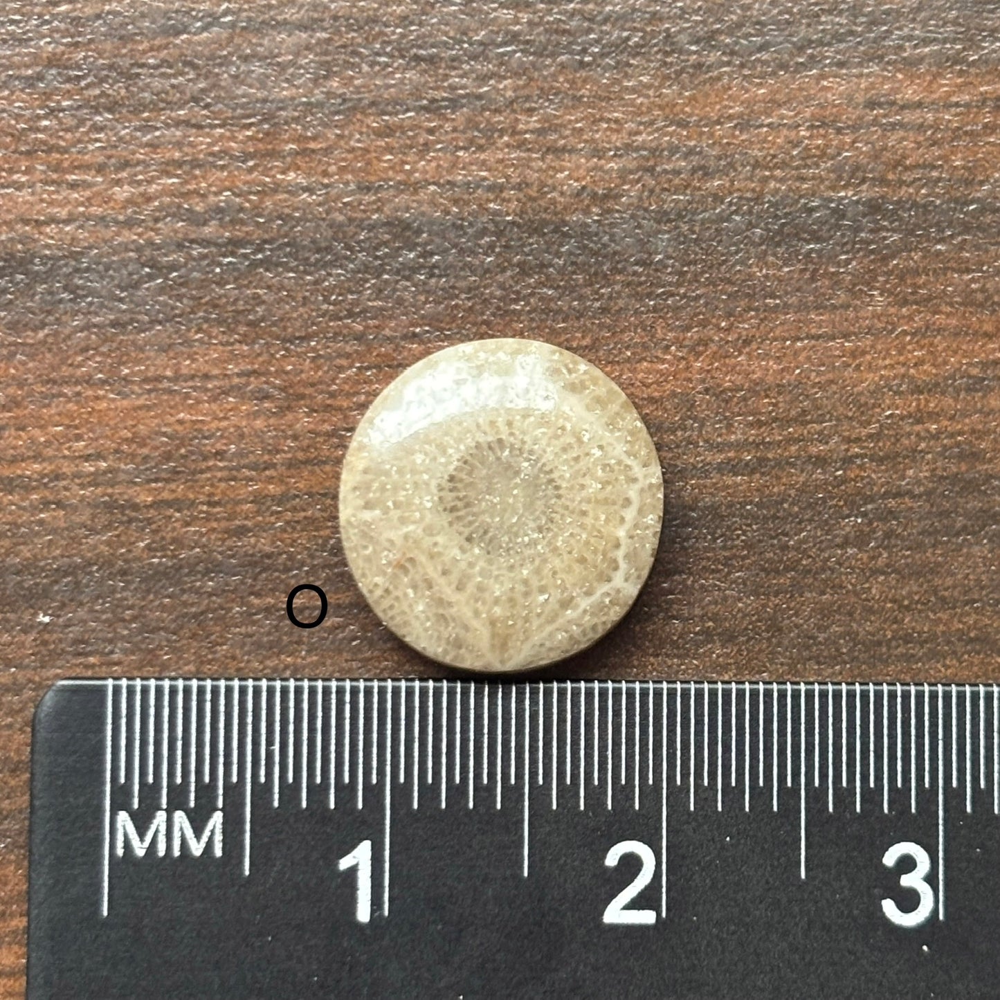Petoskey Stone Cabochon 12mm Round