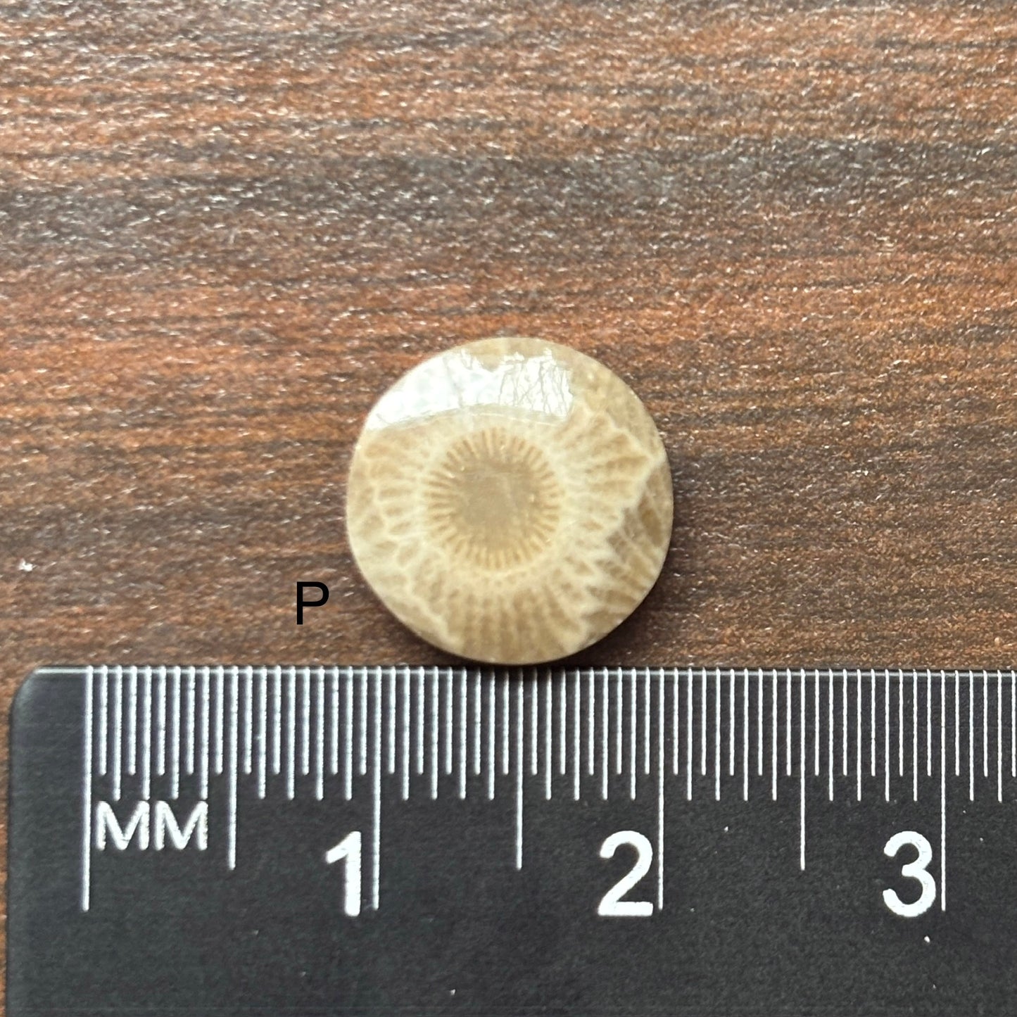 Petoskey Stone Cabochon 12mm Round