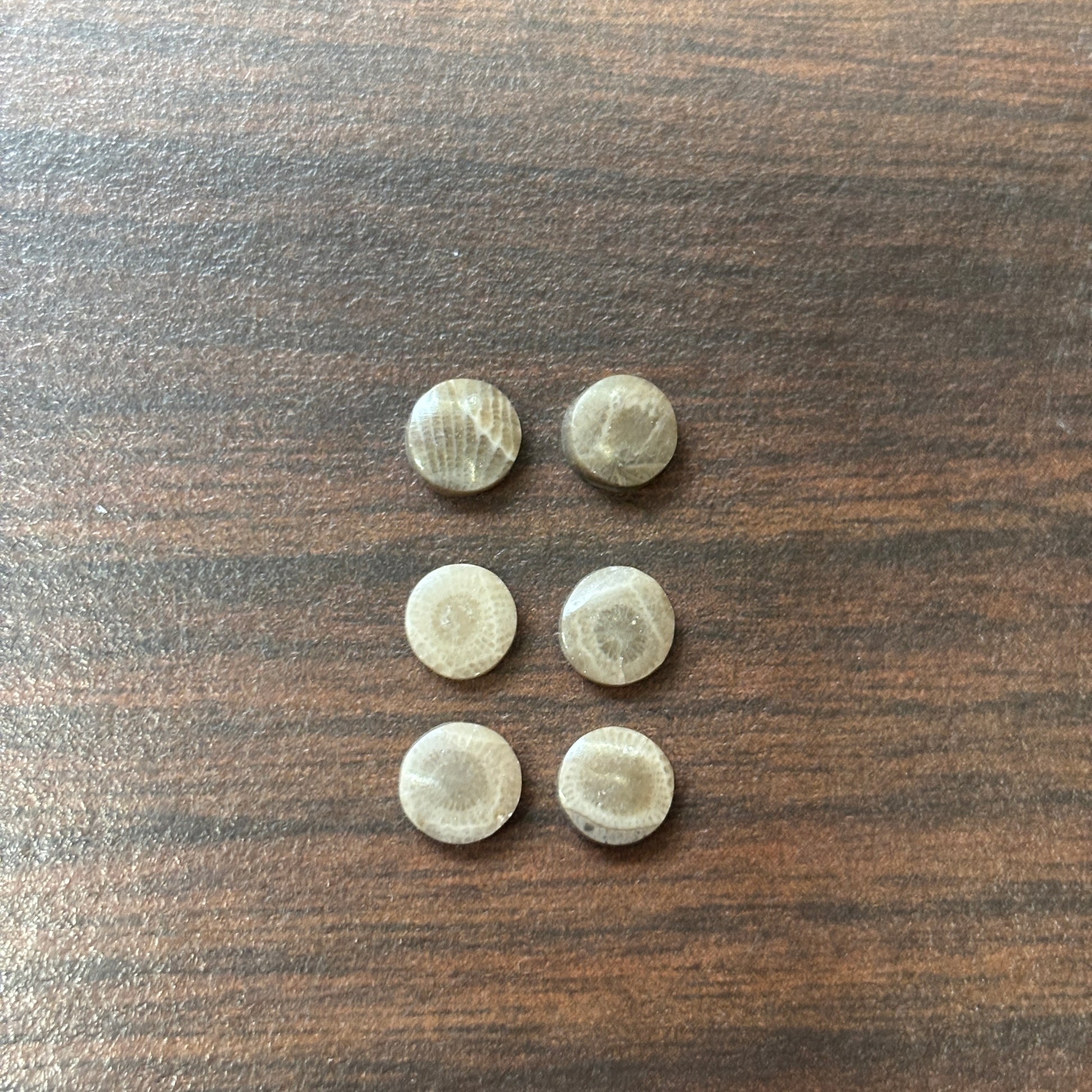 Six circular Petoskey stone 6mm cabochons on a wood surface
