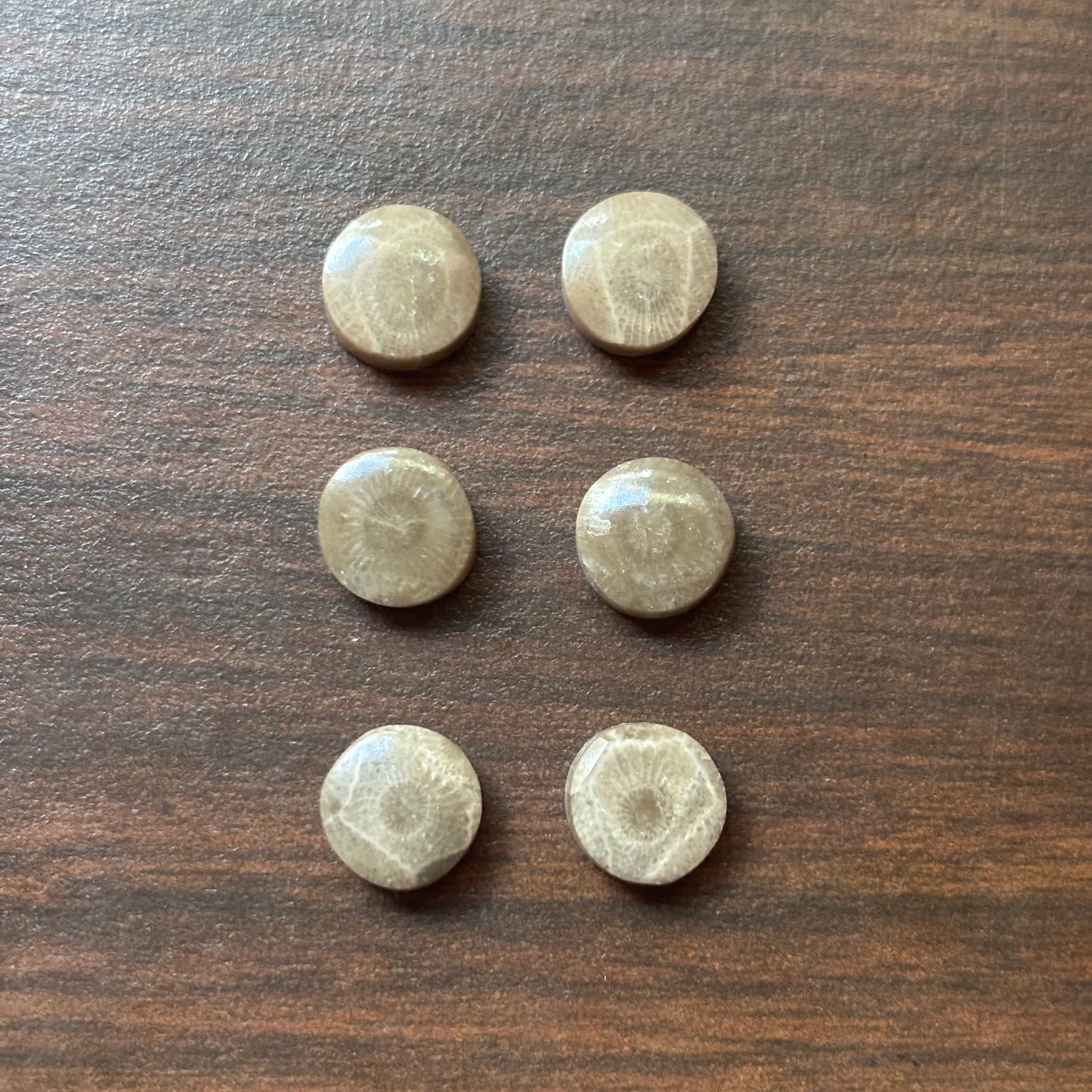 Six circular Petoskey stone cabochons on a wood surface