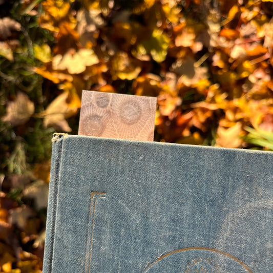 Close-up of a book with a bookmark sticking out with a petoskey stone pattern against a blurred natural background of fall leaves.