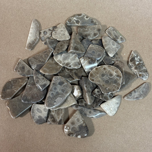 Collection of gray Petoskey stones on a beige background