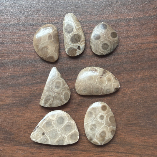 Petoskey Stone Cabochon Freeform Shapes 15mm-33mm