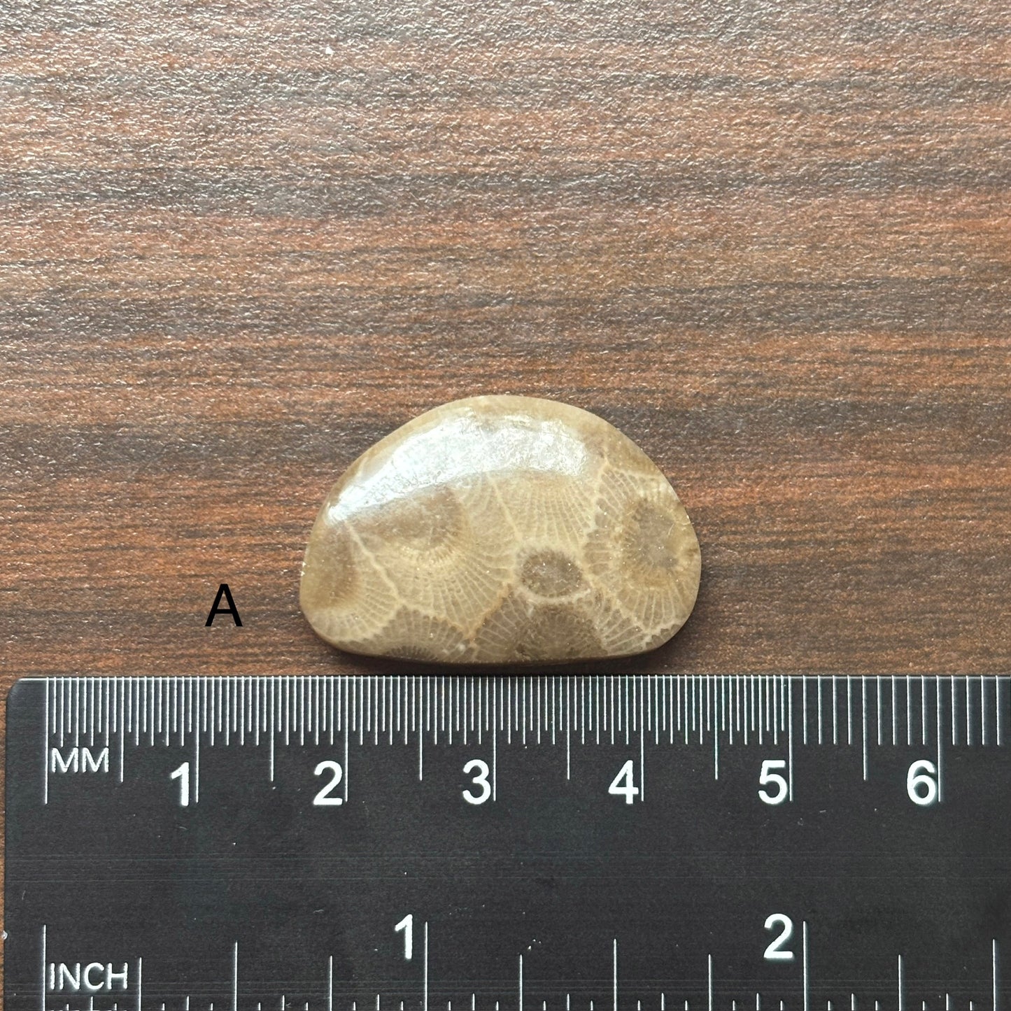 Petoskey Stone Cabochon Freeform Shapes 15mm-33mm