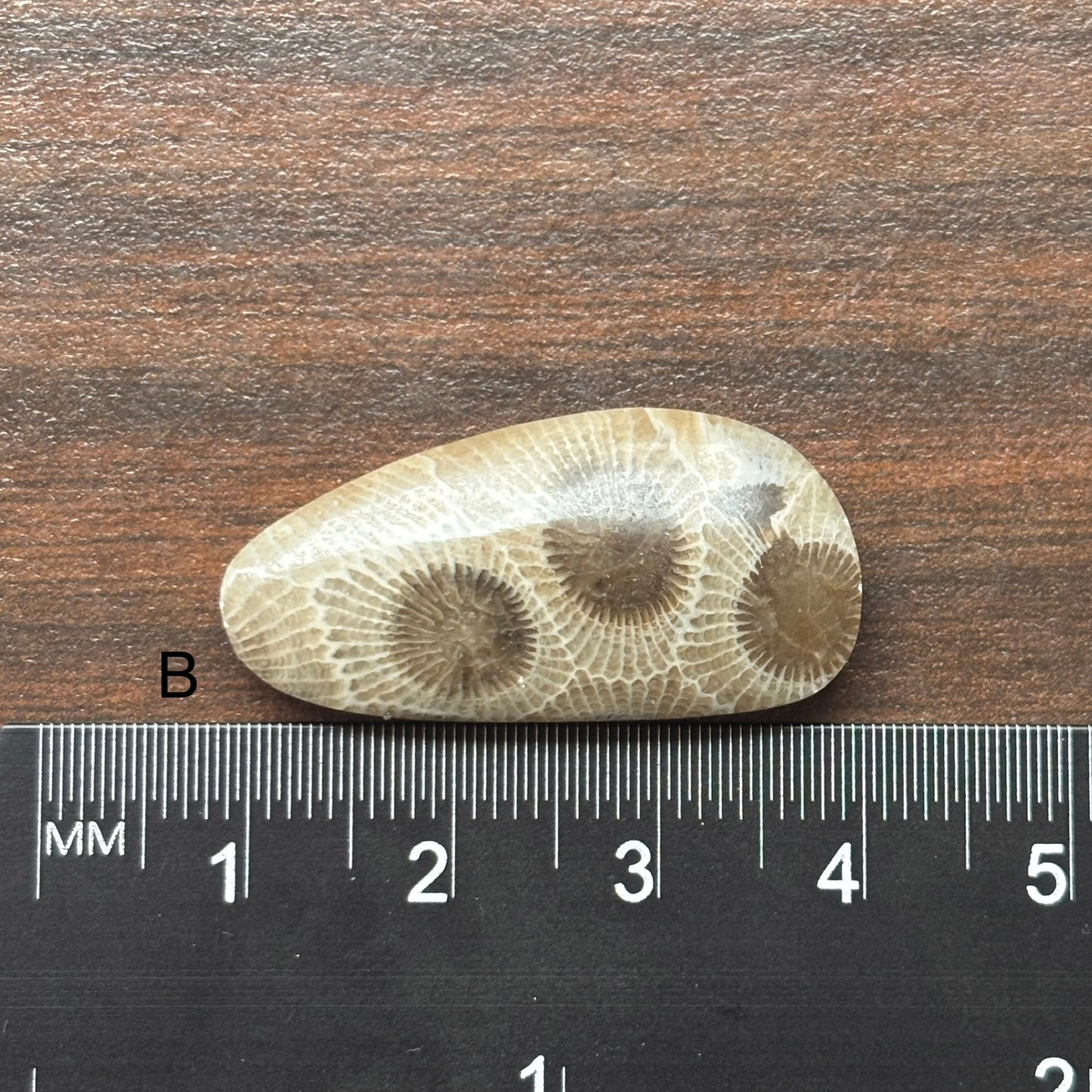 Petoskey Stone Cabochon Freeform Shapes 15mm-33mm
