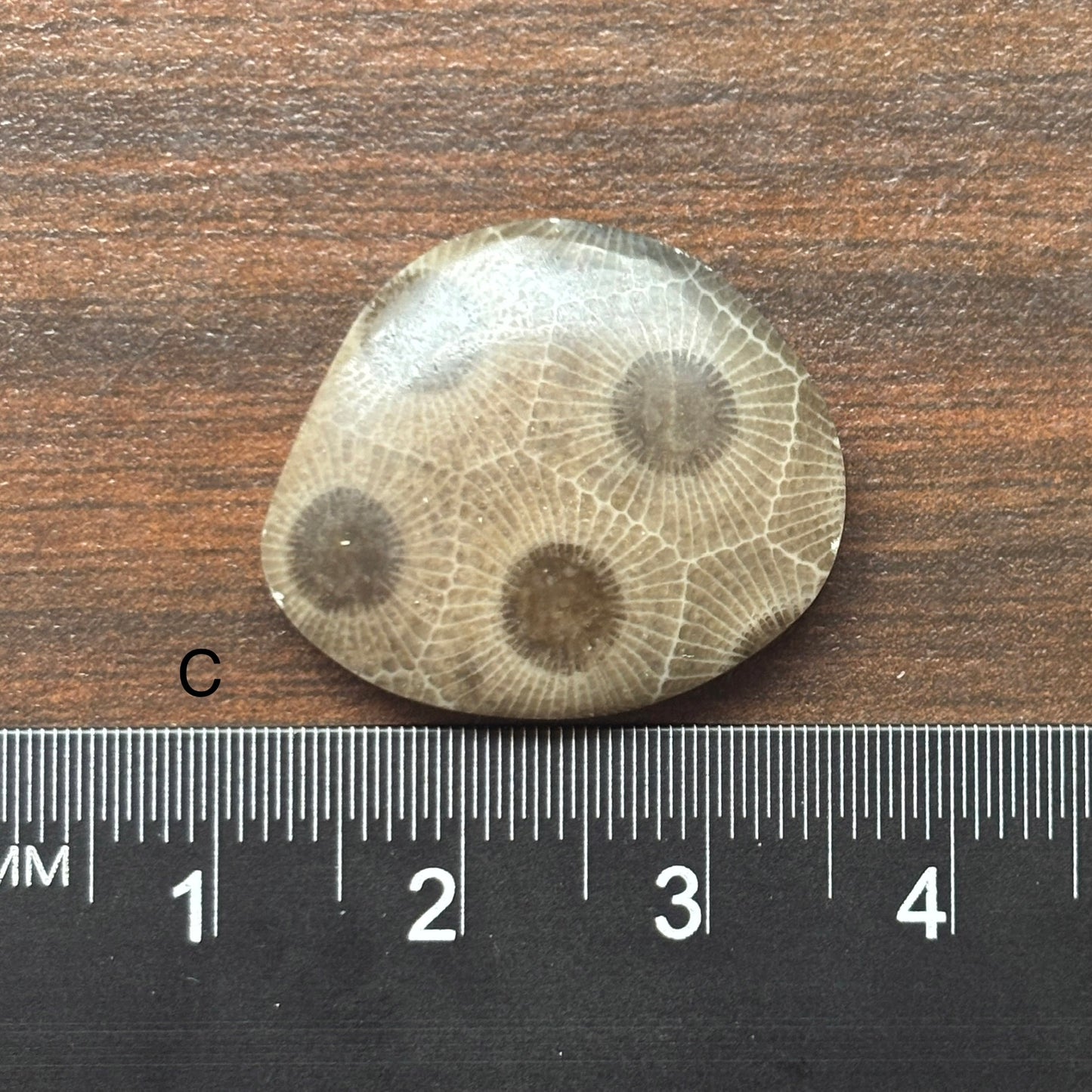 Petoskey Stone Cabochon Freeform Shapes 15mm-33mm