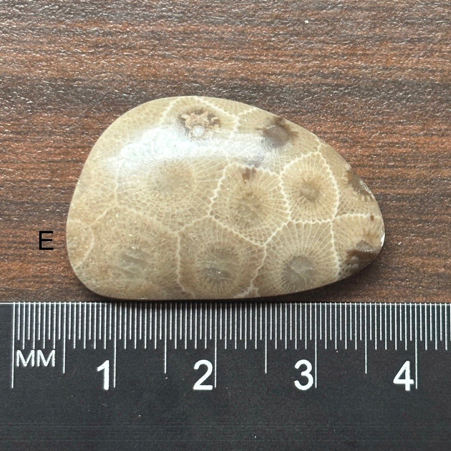 Petoskey Stone Cabochon Freeform Shapes 15mm-33mm