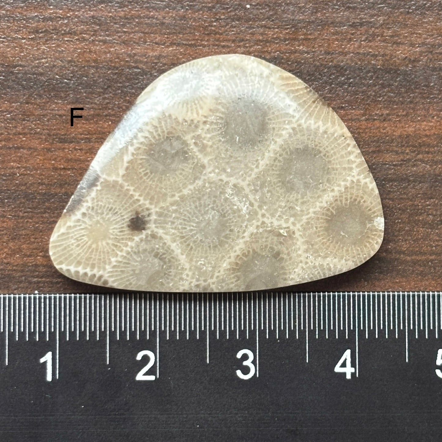 Petoskey Stone Cabochon Freeform Shapes 15mm-33mm