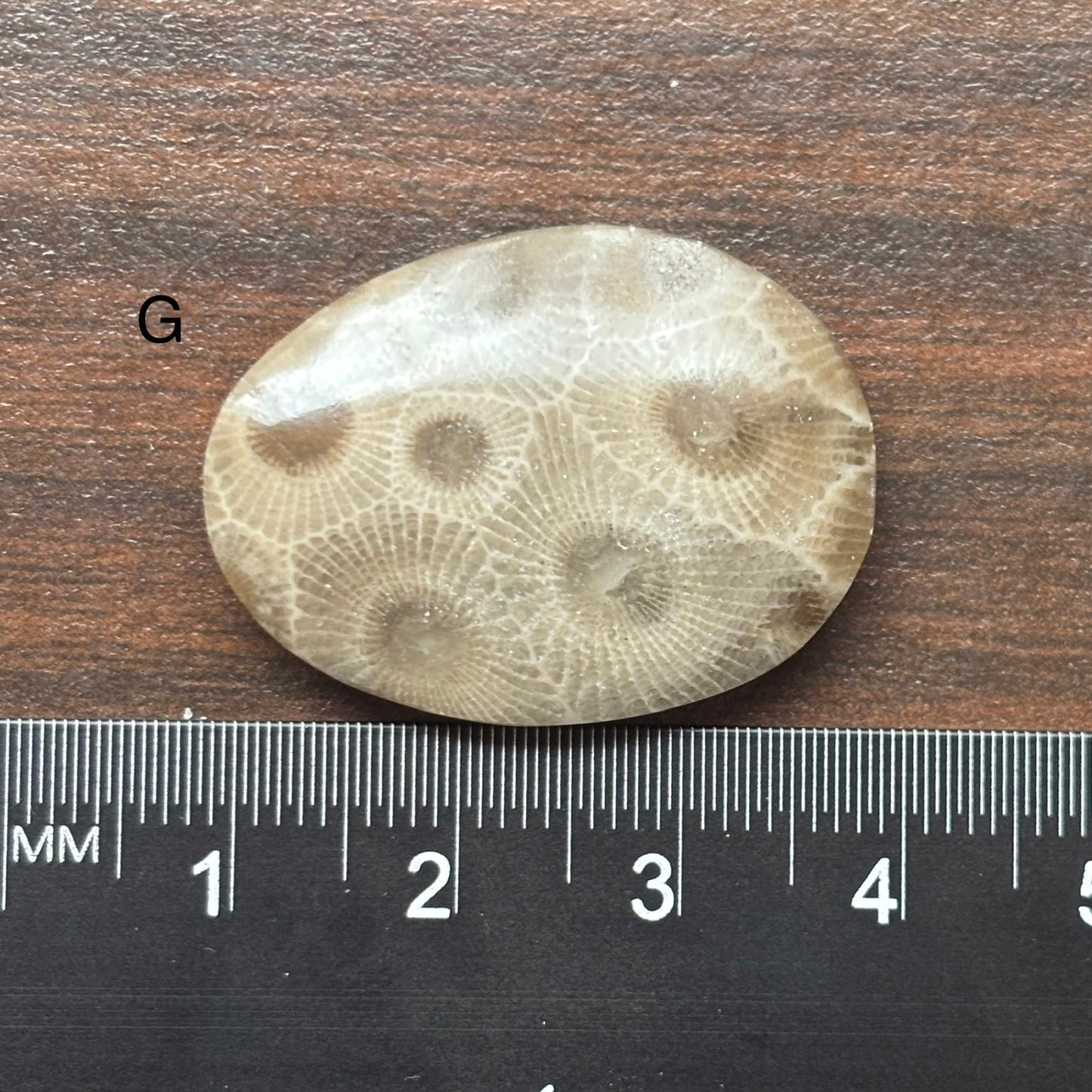 Petoskey Stone Cabochon Freeform Shapes 15mm-33mm