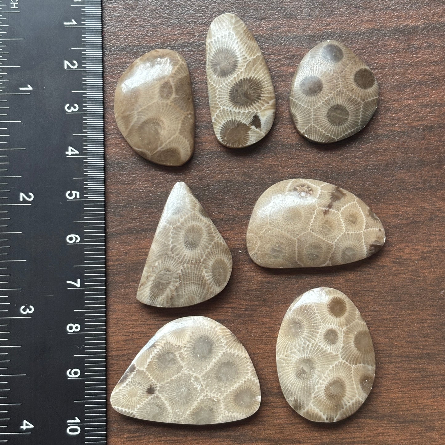 Petoskey Stone Cabochon Freeform Shapes 15mm-33mm