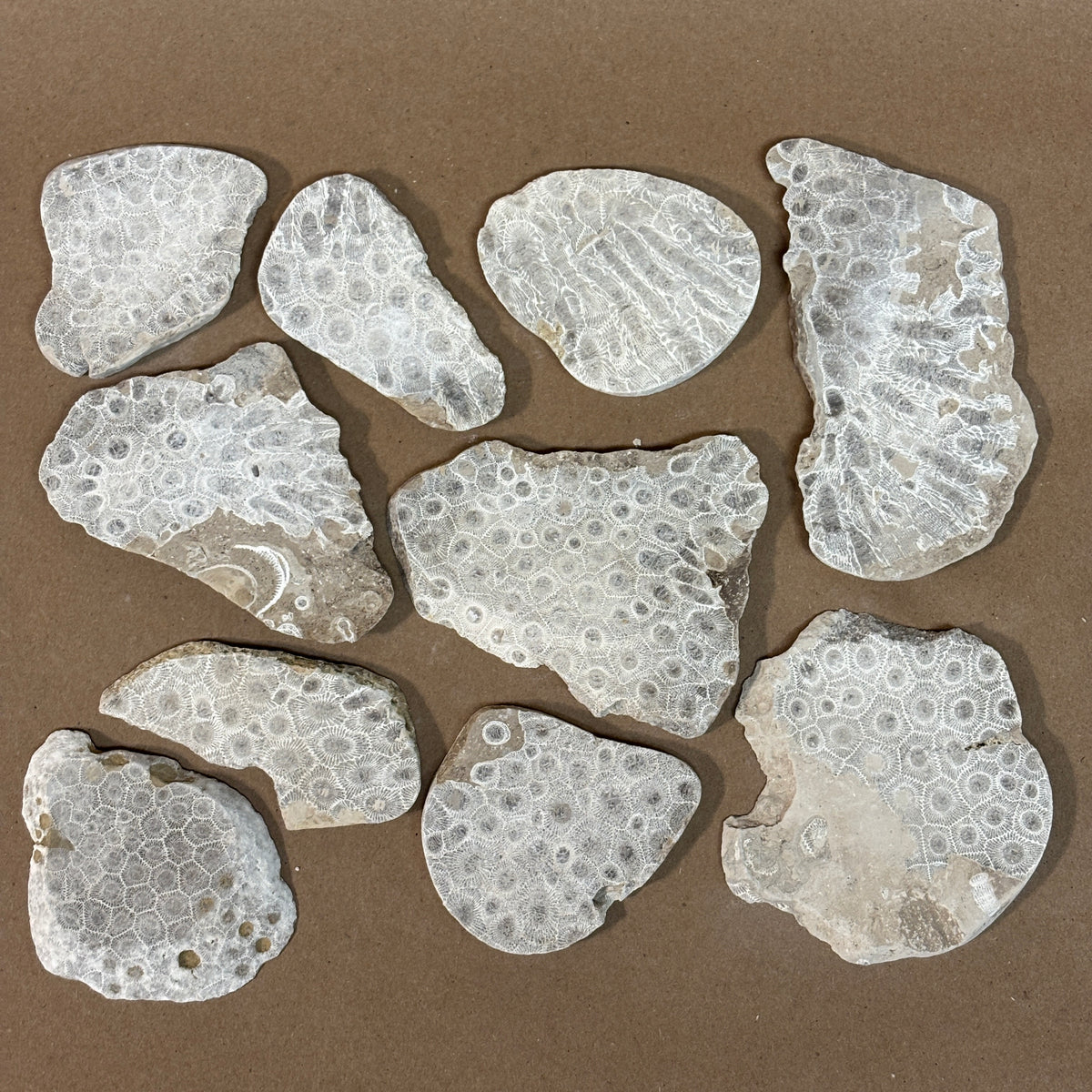 Pickled Petoskey Stone Slabs