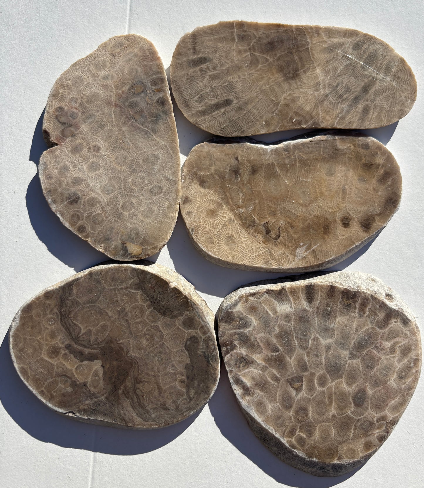Unpolished Petoskey Stone Slabs
