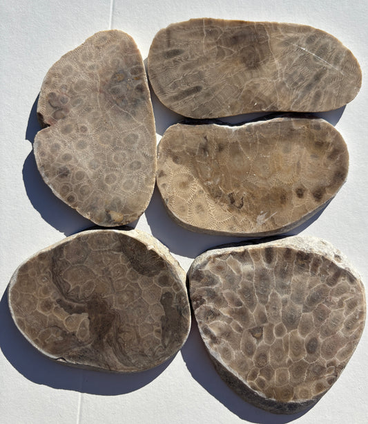 Unpolished Petoskey Stone Slabs