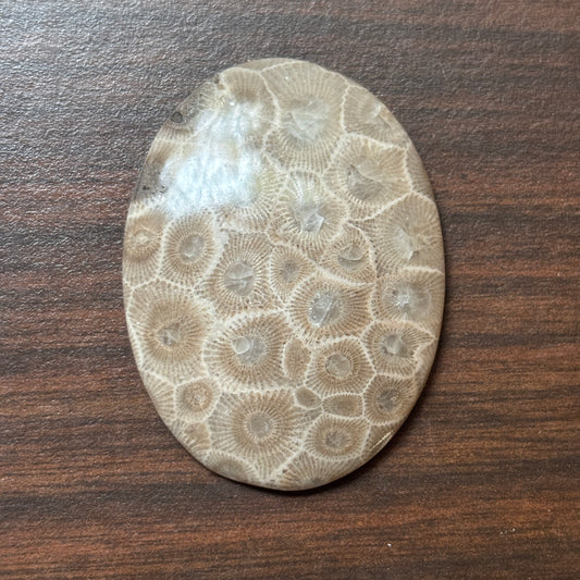 Petoskey Stone Cabochon 52mm x 38mm Oval