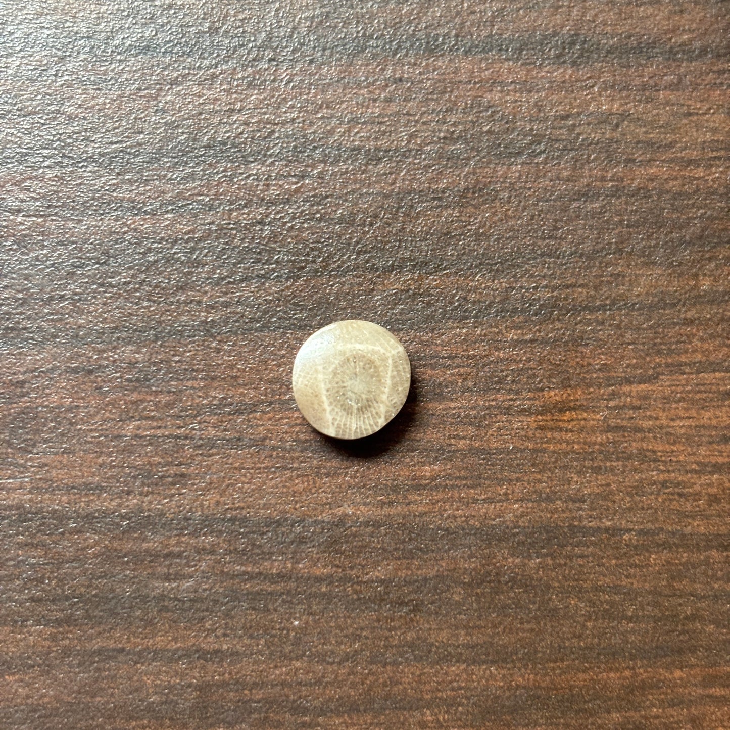 Petoskey Stone Cabochon 9mm Round