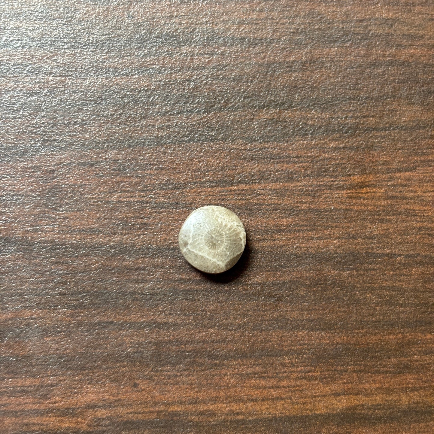 Petoskey Stone Cabochon 9mm Round