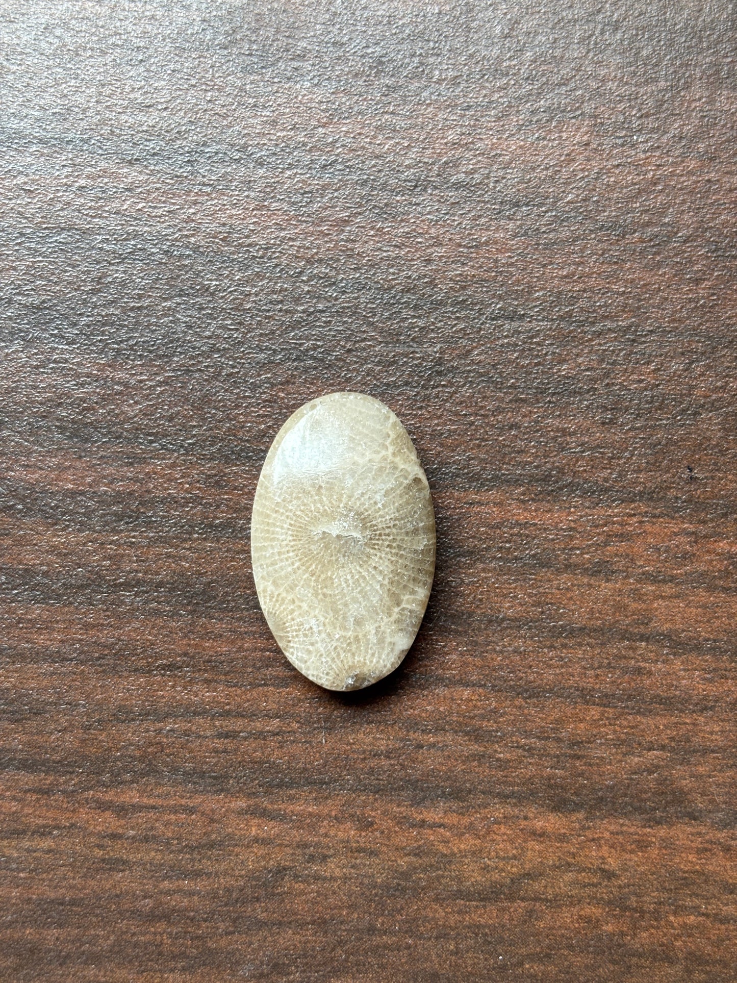 Petoskey Stone Cabochon 14mm x 24mm Oval